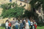 Una trentena de persones descobreixen els arbres de la ciutat i la contribució que fan a la biodiversitat