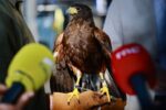 Vols d’una àliga Harris per pal·liar els efectes negatius dels coloms i tudons a Lleida